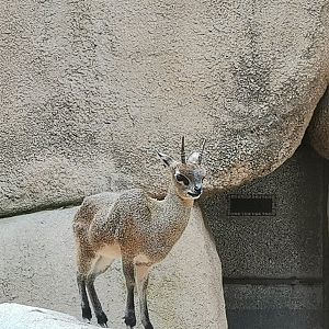 Ethiopian Klipspringer