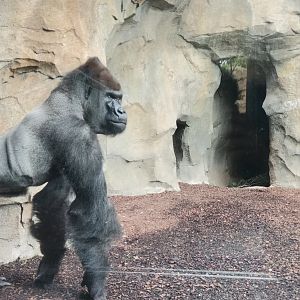 Western Silverback gorilla