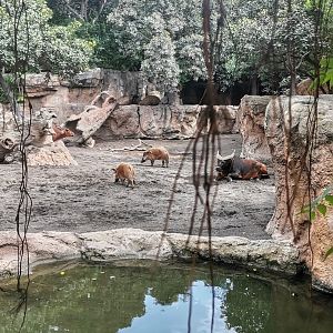Red Forest Buffalo / Red River Hog