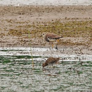 White-tailed Lapwing at Blacktoft Sands, 30th August 2021