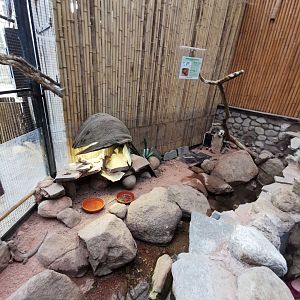 The new central bearded dragon exhibit in the paradieshalle