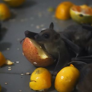 Egyptian fruit bat