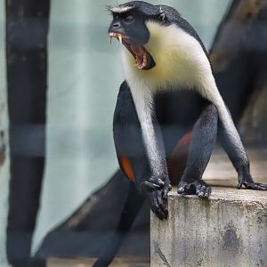 Diana monkey