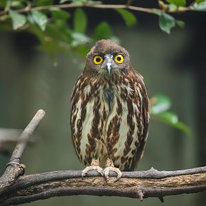 Brown Hawk-owl