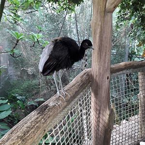 Grey-winged trumpeter