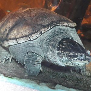 Common snapping turtle