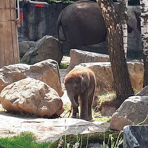 African elephant calf