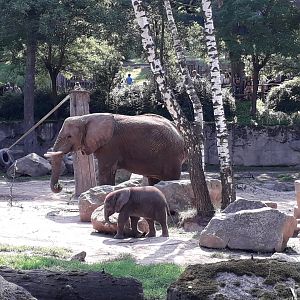 African elephants- mother and calf