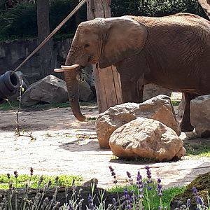 African elephant Kali