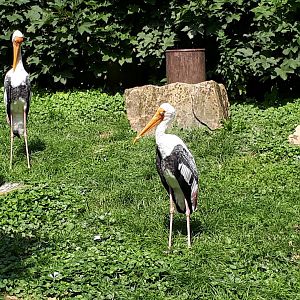 Painted storks