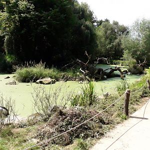 Renovated exhibit of australian pelicans