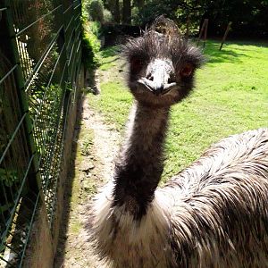 Emu