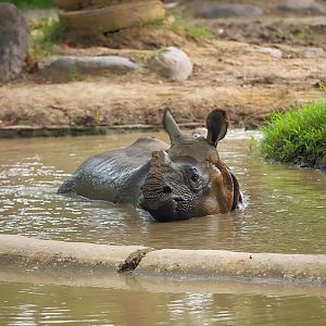 Indian rhinoceros