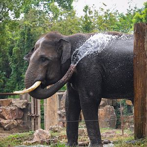 Asian elephant