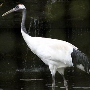 Red-crowned crane (Grus japonensis) at Tayto Park - 10/08/2021