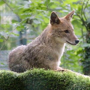 European golden jackal (Canis aureus) at Tayto Park - 10/08/2021