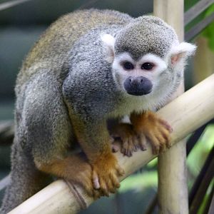 Common squirrel monkey (Saimiri sciureus) at Tayto Park - 10/08/2021