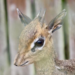Kirk's dik-dik (Madoqua kirkii) at Tayto Park - 10/08/2021