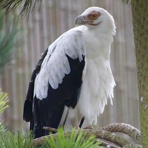 Palm-nut vulture (Gypohierax angolensis) at Tayto Park - 10/08/2021