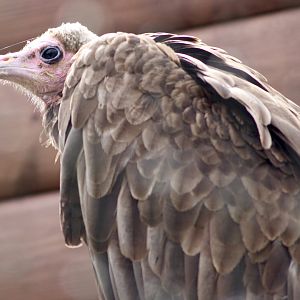 Hooded vulture (Necrosyrtes monachus) at Tayto Park - 10/08/2021