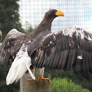Steller's sea eagle (Haliaeetus pelagicus) at Tayto Park - 10/08/2021