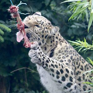 Amur leopard (Panthera pardus orientalis) at Tayto Park - 10/08/2021