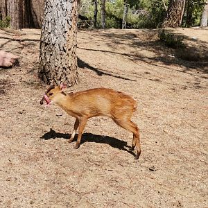 Reeves Muntjac fawn