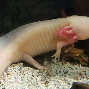 Axolotl