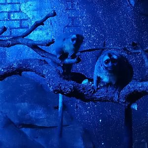 Nancy Ma's Night Monkey