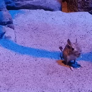 Small Desert Jerboa