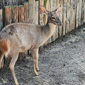 Gray Brocket Deer