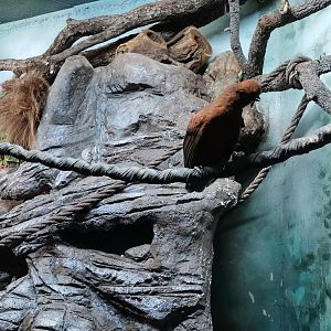 Andean Cock-of-the-rock