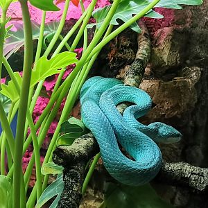 White-lipped Pitviper