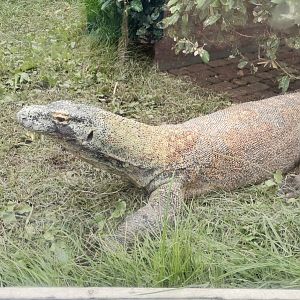 Komodo Dragon