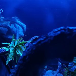 Hoffmann's two-toed sloth