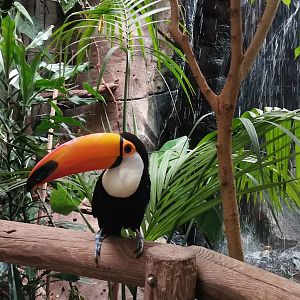 Toco Toucan