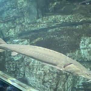 7/24/2021 - Sturgeon