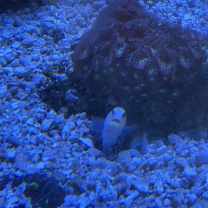 7/24/2021 - Yellowhead Jawfish