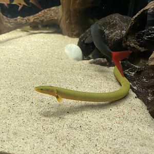 7/24/2021 - Rope Eel Reedfish