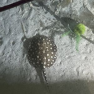 7/24/2021 - River Stingray