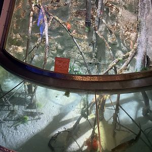 7/24/2021 - Amazon Tank