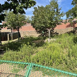 8/14/2021 - Sichuan Takin Exhibit