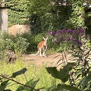 8/14/2021 - G’Day Mate!