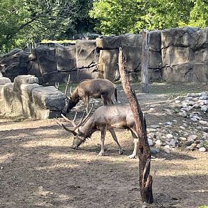 8/14/2021 - Pete David’s Deer