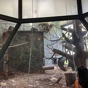 8/14/2021 - Indoor Chimpanzee Exhibit