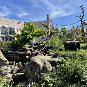 8/14/2021 - Bachelor Gorilla Habitat