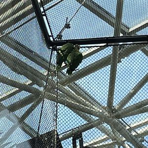 8/14/2021 - Puerto Rican Parrots