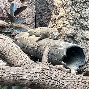 8/14/2021 - Jamaican Iguana