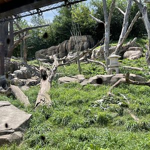 8/14/2021 - Macaque Forest