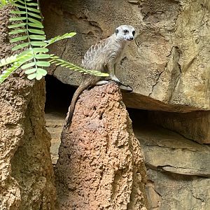 8/14/2021 - Meerkat